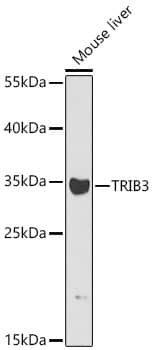 Western Blot: TRIB3 Antibody - BSA Free [TRIB3] - Western blot analysis of lysates from Mouse liver using TRIB3 Rabbit pAb  at 1:1000 dilution. AS014Secondary antibody: at 1:10000 dilution.Lysates/proteins: 25 ug per lane.Blocking buffer: 3% nonfat dry milk in TBST.Detection:(Mouse).Exposure time: 120s.