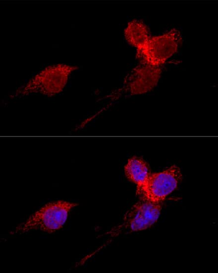 Immunocytochemistry/ Immunofluorescence: RPL36 Antibody - BSA Free [RPL36] - Confocal immunofluorescence analysis of HeLa cells using RPL36 Rabbit pAb  at dilution of 1:200. Blue: DAPI for nuclear staining.