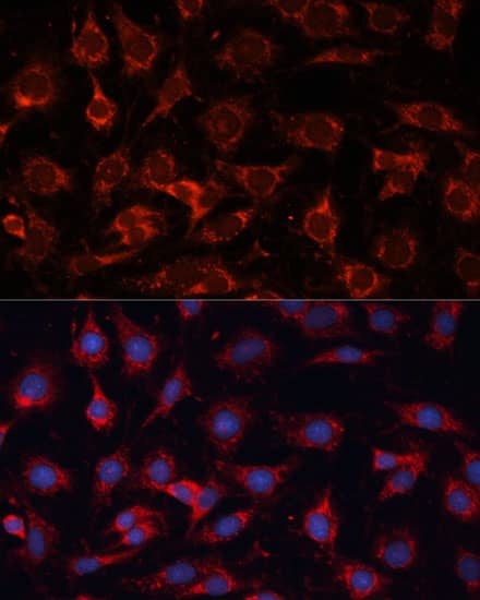 Immunocytochemistry/ Immunofluorescence: PDHA2 Antibody - BSA Free [PDHA2] - Immunofluorescence analysis of C6 cells using PDHA2 Rabbit pAb  at dilution of 1:100 (40x lens). Secondary antibody: Cy3-conjugated Goat anti-Rabbit IgG (H+L)  at 1:500 dilution. Blue: DAPI for nuclear staining.