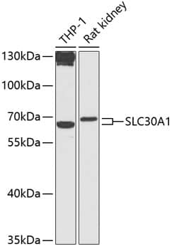 Western Blot SLC30A1 Antibody - BSA Free