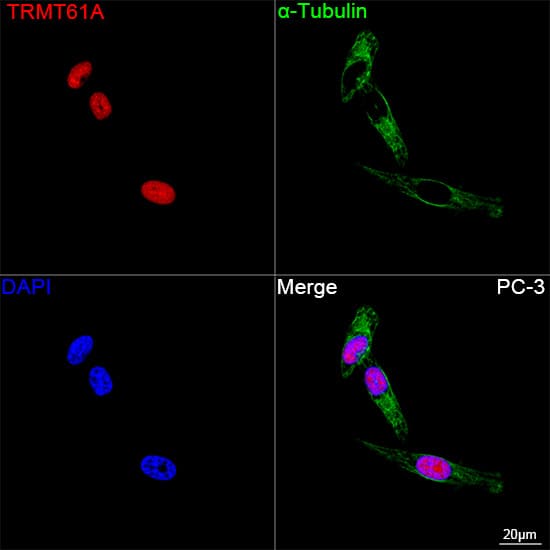 Immunocytochemistry/ Immunofluorescence: TRMT61A Antibody - Azide and BSA Free [TRMT61A] - Confocal imaging of PC-3 cells using TRMT61A Rabbit pAb  followed by a further incubation with Cy3 Goat Anti-Rabbit IgG (H+L)  . The cells were counterstained with alpha-Tubulin Mouse mAb  followed by incubation with ABflo 488-conjugated Goat Anti-Mouse IgG (H+L) Ab  (Green). DAPI was used for nuclear staining (Blue). Objective: 100x.