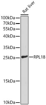 Western Blot: RPL18 Antibody - Azide and BSA Free [RPL18] - Western blot analysis of lysates from Rat liver using RPL18 Rabbit pAb  at 1:3000 dilution incubated overnight at 4C.Secondary antibody: HRP-conjugated Goat anti-Rabbit IgG (H+L)  at 1:10000 dilution.Lysates/proteins: 25 ug per lane.Blocking buffer: 3% nonfat dry milk in TBST.Detection: ECL Basic Kit .Exposure time: 90s.