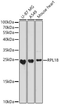 Western Blot RPL18 Antibody - Azide and BSA Free