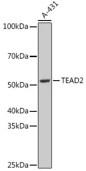 Western Blot: TEAD2 Antibody - BSA Free [NBP2-94220] - Western blot analysis of lysates from A-431 cells, using TEAD2 Rabbit pAb  at 1:1000 dilution.Secondary antibody: HRP Goat Anti-Rabbit IgG (H+L)  at 1:10000 dilution.Lysates/proteins: 25ug per lane.Blocking buffer: 3% nonfat dry milk in TBST.Detection: ECL Basic Kit .Exposure time: 180s.