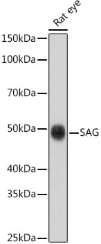 Western Blot: S-arrestin Antibody - Azide and BSA Free [S-arrestin] - Western blot analysis of lysates from Rat eye , using S-arrestin Rabbit pAb  at 1:1000 dilution.Secondary antibody: HRP Goat Anti-Rabbit IgG (H+L)  at 1:10000 dilution.Lysates/proteins: 25ug per lane.Blocking buffer: 3% nonfat dry milk in TBST.Detection: ECL Basic Kit .Exposure time: 30s.