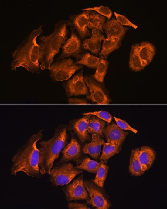 Immunocytochemistry/ Immunofluorescence: TXNRD2 Antibody - BSA Free [TXNRD2] - Immunofluorescence analysis of U2OS cells using TXNRD2 Rabbit pAb  at dilution of 1:100. Secondary antibody: Cy3 Goat Anti-Rabbit IgG (H+L)  at 1:500 dilution. Blue: DAPI for nuclear staining.