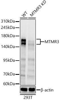 Western Blot MTMR3 Antibody - Azide and BSA Free