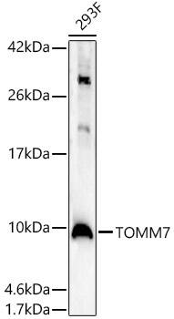 Western Blot: TOMM7 Antibody - Azide and BSA Free [TOMM7] - Western blot analysis of lysates from 293F cells, using TOMM7 Rabbit pAb  at  1:2000 dilution.Secondary antibody: HRP-conjugated Goat anti-Rabbit IgG (H+L)  at 1:10000 dilution.Lysates/proteins: 25ug per lane.Blocking buffer: 3% nonfat dry milk in TBST.Detection: ECL Enhanced Kit .Exposure time: 60s.