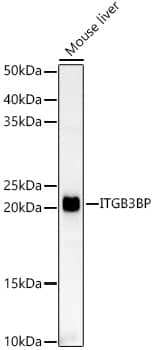 Western Blot: NRIF3 Antibody - Azide and BSA Free [NRIF3] - Western blot analysis of lysates from Mouse liver, using NRIF3 Rabbit pAb  at 1:1000 dilution.Secondary antibody: HRP-conjugated Goat anti-Rabbit IgG (H+L)  at 1:10000 dilution.Lysates/proteins: 25ug per lane.Blocking buffer: 3% nonfat dry milk in TBST.Detection: ECL Basic Kit .Exposure time: 60s.