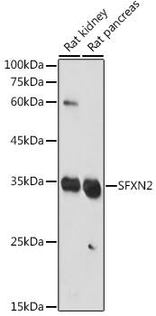 Western Blot SFXN2 Antibody - Azide and BSA Free