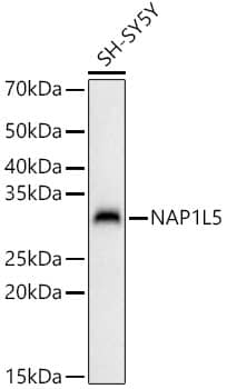 Western Blot: NAP1L5 Antibody - Azide and BSA Free [NBP2-94432] - Western blot analysis of lysates from SH-SY5Y cells, using NAP1L5 Rabbit pAb (A17849) at 1:1000 dilution.Secondary antibody: HRP Goat Anti-Rabbit IgG (H+L) (AS014) at 1:10000 dilution.Lysates/proteins: 25ug per lane.Blocking buffer: 3% nonfat dry milk in TBST.Detection: ECL Basic Kit (RM00020).Exposure time: 180s.