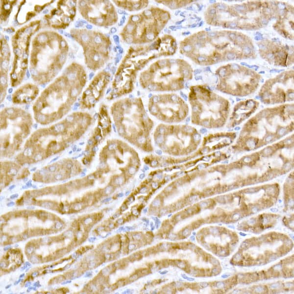 Immunohistochemistry: MTCO1 Antibody - Azide and BSA Free [NBP2-94458] - Immunohistochemistry analysis of paraffin-embedded mouse kidney using MTCO1 Rabbit pAb (A17889) at dilution of 1:100 (40x lens).Perform high pressure antigen retrieval with 10 mM citrate buffer pH 6.0 before commencing with IHC staining protocol.