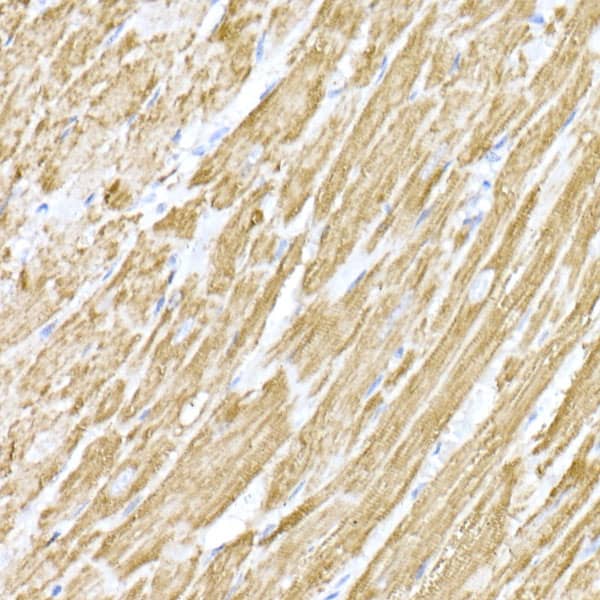 Immunohistochemistry: MTCO1 Antibody - Azide and BSA Free [NBP2-94458] - Immunohistochemistry analysis of paraffin-embedded mouse heart using MTCO1 Rabbit pAb (A17889) at dilution of 1:100 (40x lens).Perform high pressure antigen retrieval with 10 mM citrate buffer pH 6.0 before commencing with IHC staining protocol.