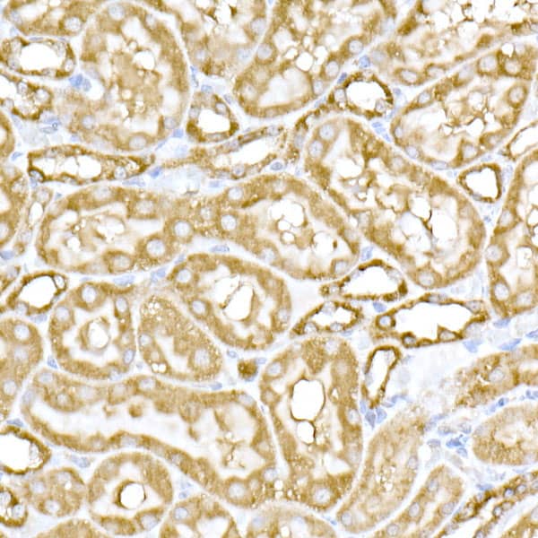 Immunohistochemistry: MTCO1 Antibody - Azide and BSA Free [NBP2-94458] - Immunohistochemistry analysis of paraffin-embedded rat kidney using MTCO1 Rabbit pAb (A17889) at dilution of 1:100 (40x lens).Perform high pressure antigen retrieval with 10 mM citrate buffer pH 6.0 before commencing with IHC staining protocol.