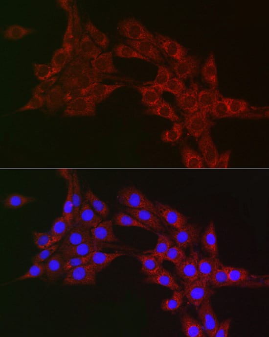 Immunocytochemistry/ Immunofluorescence: MTCO1 Antibody - Azide and BSA Free [NBP2-94458] - Immunofluorescence analysis of PC-12 cells using MTCO1 Rabbit pAb (A17889) at dilution of 1:100 (40x lens). Blue: DAPI for nuclear staining.