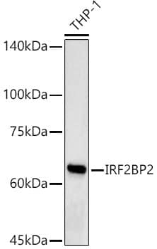 Western Blot: IRF2BP2 Antibody - Azide and BSA Free [NBP2-94463] - Western blot analysis of lysates from THP-1 cells, using IRF2BP2 Rabbit pAb (A17985) at 1:1000 dilution.Secondary antibody: HRP Goat Anti-Rabbit IgG (H+L) (AS014) at 1:10000 dilution.Lysates/proteins: 25μg per lane.Blocking buffer: 3% nonfat dry milk in TBST.Detection: ECL Basic Kit (RM00020).Exposure time: 90s.