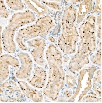 Western Blot: Wnt-2 Antibody [NBP2-94468] - Rat kidney using WNT2 Rabbit pAb at dilution of 1:50 (40x lens).Perform high pressure antigen retrieval with 10 mM citrate buffer pH 6.0 before commencing with IHC staining protocol.