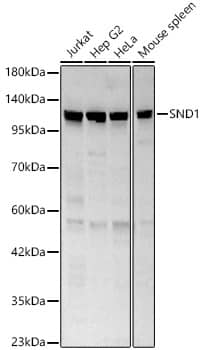 Western Blot: SND1 Antibody - Azide and BSA Free [SND1] - Western blot analysis of various lysates, using SND1 Rabbit pAb  at 1:1000 dilution.Secondary antibody: HRP-conjugated Goat anti-Rabbit IgG (H+L)  at 1:10000 dilution.Lysates/proteins: 25ug per lane.Blocking buffer: 3% nonfat dry milk in TBST.Detection: ECL Basic Kit .Exposure time: 30s.