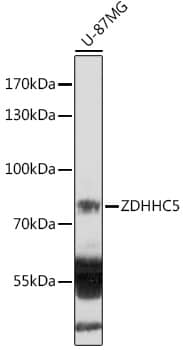 Western Blot ZDHHC5 Antibody - Azide and BSA Free