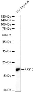 Western Blot RPS10 Antibody - BSA Free