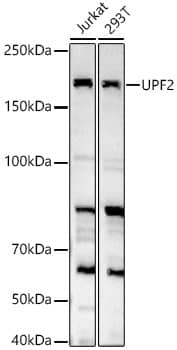 Western Blot: UPF2 Antibody - BSA Free [NBP2-94519] - Western blot analysis of various lysates, using UPF2 Rabbit pAb (A7091) at 1:2000 dilution.Secondary antibody: HRP Goat Anti-Rabbit IgG (H+L) (AS014) at 1:10000 dilution.Lysates/proteins: 25ug per lane.Blocking buffer: 3% nonfat dry milk in TBST.Detection: ECL Basic Kit (RM00020).Exposure time: 180s.