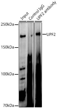 Immunoprecipitation: UPF2 Antibody - BSA Free [NBP2-94519] - Immunoprecipitation analysis of 300ug extracts of 293T cells using 3ug UPF2 Rabbit pAb (A7091 1:200). Western blot was performed from the immunoprecipitate using UPF2 Rabbit pAb (A7091) at a dilition of 1:1000.