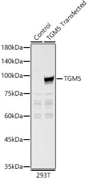 Western Blot Transglutaminase 5 Antibody - BSA Free