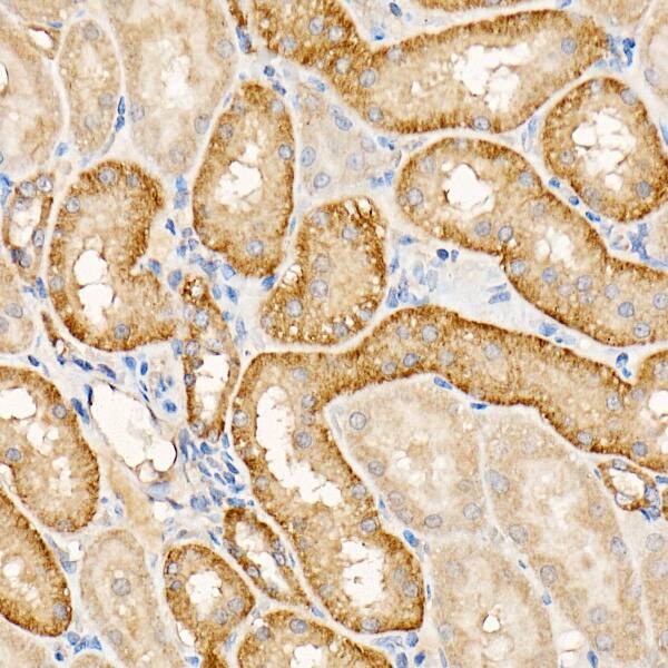 Immunohistochemistry: Testin Antibody - Azide and BSA Free [Testin] - Immunohistochemistry analysis of paraffin-embedded Rat kidney using Testin Rabbit pAb  at dilution of 1:200 (40x lens). Perform high pressure antigen retrieval with 10 mM citrate buffer pH 6.0 before commencing with IHC staining protocol.