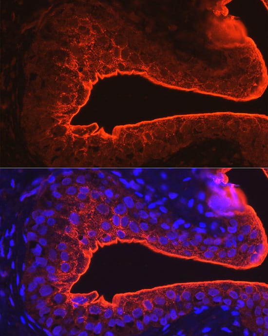 Immunocytochemistry/ Immunofluorescence: Uroplakin III Antibody - BSA Free [NBP2-94533] - Immunofluorescence analysis of rat bladder using Uroplakin III Rabbit pAb (A10034) at dilution of 1:100 (40x lens). Blue: DAPI for nuclear staining.