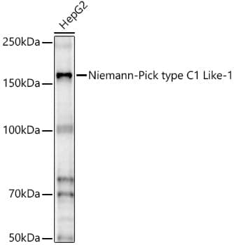 Western Blot: Niemann-Pick type C1 Like-1 Antibody - BSA Free [Niemann-Pick type C1 Like-1] - Western blot analysis of lysates from HepG2 cells, using Niemann-Pick type C1 Like-1 Rabbit pAb  at 1:2000 dilution.Secondary antibody: HRP Goat Anti-Rabbit IgG (H+L)  at 1:10000 dilution.Lysates/proteins: 25ug per lane.Blocking buffer: 3% nonfat dry milk in TBST.Detection: ECL Basic Kit .Exposure time: 30s.