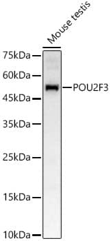 Western Blot: POU2F3 Antibody - BSA Free [NBP2-94551] - Western blot analysis of various lysates, using POU2F3 Rabbit pAb (A10054) at 1:700 dilution.Secondary antibody: HRP Goat Anti-Rabbit IgG (H+L) (AS014) at 1:10000 dilution.Lysates/proteins: 25μg per lane.Blocking buffer: 3% nonfat dry milk in TBST.Detection: ECL Basic Kit (RM00020).Exposure time: 30s.