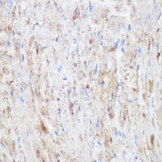 Immunohistochemistry NDUFB7 Antibody - Azide and BSA Free