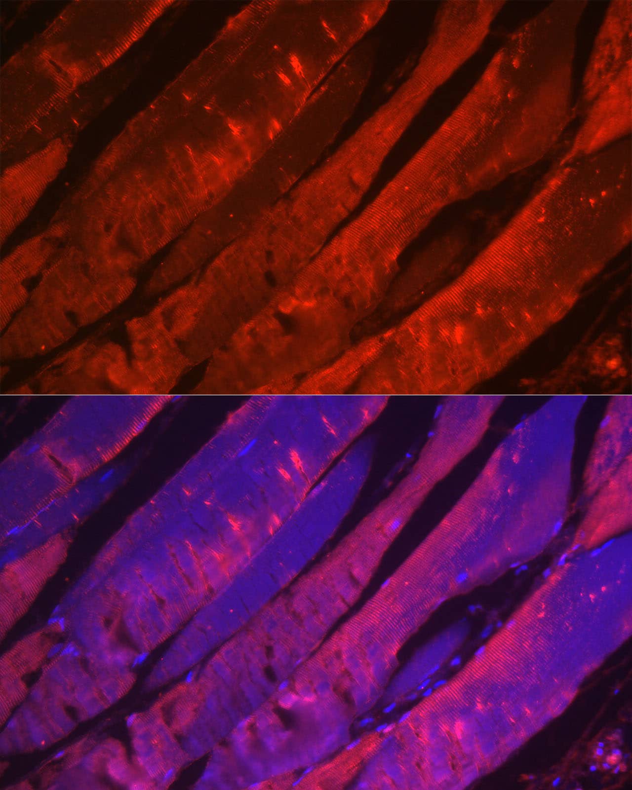 Immunocytochemistry/ Immunofluorescence: Myosin heavy chain 2 Antibody - Azide and BSA Free [Myosin heavy chain 2] - Immunofluorescence analysis of paraffin-embedded rat skeletal muscle using Myosin heavy chain 2 Rabbit pAb  at dilution of 1:100 (40x lens). Secondary antibody: Cy3-conjugated Goat anti-Rabbit IgG (H+L)  at 1:500 dilution. Blue: DAPI for nuclear staining.