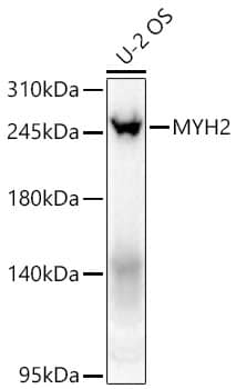 Western Blot: Myosin heavy chain 2 Antibody - Azide and BSA Free [Myosin heavy chain 2] - Western blot analysis of lysates from U-2 OS cells using Myosin heavy chain 2 Rabbit pAb  at 1:1000 dilution incubated overnight at 4C.Secondary antibody: HRP-conjugated Goat anti-Rabbit IgG (H+L)  at 1:10000 dilution. Lysates/proteins: 25 ug per lane.Blocking buffer: 3% nonfat dry milk in TBST.Detection: ECL Basic Kit Exposure time: 60 s.