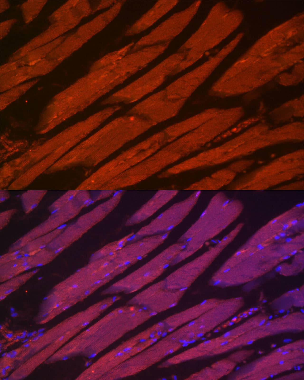 Immunocytochemistry/ Immunofluorescence: Myosin heavy chain 2 Antibody - Azide and BSA Free [Myosin heavy chain 2] - Immunofluorescence analysis of paraffin-embedded mouse skeletal muscle using Myosin heavy chain 2 Rabbit pAb  at dilution of 1:100 (40x lens). Secondary antibody: Cy3-conjugated Goat anti-Rabbit IgG (H+L)  at 1:500 dilution. Blue: DAPI for nuclear staining.