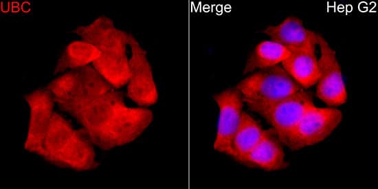 Immunocytochemistry/ Immunofluorescence Ubiquitin C Antibody - BSA Free