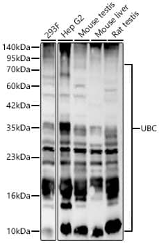 Western Blot: Ubiquitin C Antibody - BSA Free [NBP2-94633] - Western blot analysis of various lysates using Ubiquitin C Rabbit pAb (A3207) at 1:1000 dilution. Secondary antibody:HRP Goat Anti-Rabbit IgG (H+L)(AS014) at 1:10000 dilution. Lysates / proteins: 25 μg per lane. Blocking buffer: 3 % nonfat dry milk in TBST. Detection:ECL Basic Kit (RM00020). Exposuretime: 45s.