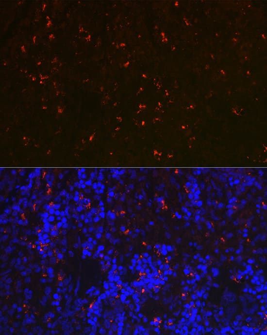 Immunocytochemistry/ Immunofluorescence: RNASE6 Antibody - Azide and BSA Free [RNASE6] - Immunofluorescence analysis of paraffin-embedded rat spleen using RNASE6 Rabbit pAb  at dilution of 1:100 (40x lens). Secondary antibody: Cy3 Goat Anti-Rabbit IgG (H+L)  at 1:500 dilution. Blue: DAPI for nuclear staining.