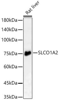 Western Blot: SLCO1A2 Antibody - Azide and BSA Free [SLCO1A2] - Western blot analysis of lysates from Rat liver, using SLCO1A2 Rabbit pAb  at  1:3000 dilution.Secondary antibody: HRP-conjugated Goat anti-Rabbit IgG (H+L)  at 1:10000 dilution.Lysates/proteins: 25ug per lane.Blocking buffer: 3% nonfat dry milk in TBST.Detection: ECL Basic Kit .Exposure time: 180s.