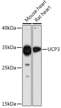 Western Blot: UCP3 Antibody - Azide and BSA Free [UCP3] - Western blot analysis of various lysates using UCP3 Rabbit pAb  at 1:1000 dilution.Secondary antibody: HRP-conjugated Goat anti-Rabbit IgG (H+L)  at 1:10000 dilution.Lysates/proteins: 25ug per lane.Blocking buffer: 3% nonfat dry milk in TBST.Detection: ECL Basic Kit .Exposure time: 90s.