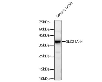 Western Blot SLC25A44 Antibody - Azide and BSA Free