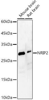 Western Blot Nrip2 Antibody - Azide and BSA Free