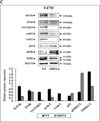Effect of UGT2B15 abrogation on IGF1R signaling and cellular proliferation. MCF7 (A,B) and T47D (C,D) were treated with siRNA against UGT2B15 (or NT for control purposes) for 72-h (MCF7) or 96 h (T47D). At the end of the incubation period, cells were harvested, and the levels of IGF1R, INSR, UGT2B15, phospho- and total- AKT and ERK1/2, and p53 were measured by Western blots. HSP70 levels were measured as a loading control. Relative protein levels are expressed as protein levels normalized to the corresponding HSP70 value. Results of a typical experiment are presented. For cell proliferation measurements, cells were treated with siRNA against UGT2B15 (or NT siRNA) for 72 h (MCF7) or 96 h (T47D). Cells were counted using a cell counter. A value of 100% was given to the cell number in NT-treated (control) cells. * p < 0.01 vs. NT-treated cells. Image collected and cropped by CiteAb from the following open publication (//pubmed.ncbi.nlm.nih.gov/35626664), licensed under a CC-BY license. Not internally tested by Novus Biologicals.