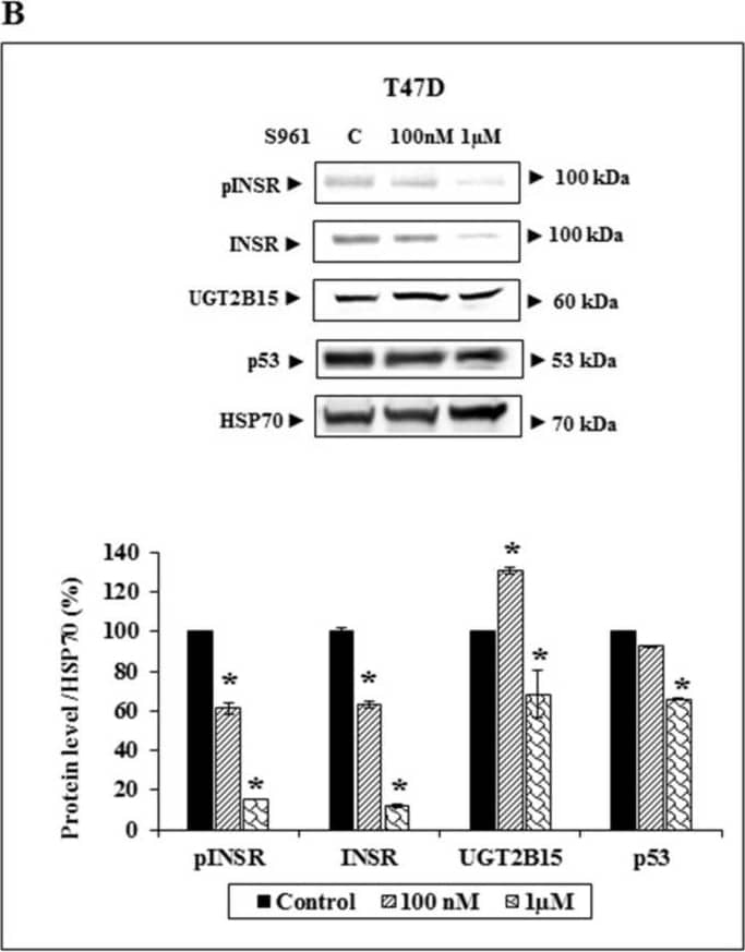 Effect of IGF1R and INSR inhibition on UGT2B15 gene expression. (A) MCF7 cells were treated with the selective IGF1R inhibitor AEW541 (10 mM) for 48 h (or left untreated, C), after which cells were harvested, total protein was prepared, and IGF1R, UGT2B15, and p53 levels were measured by Western blots. HSP70 levels were measured as a loading control. The bar graph denotes UGT2B15 and IGF1R levels in control (solid bars) and AEW541 treated cells (striped bars). (B) T47D cells were treated with the INSR inhibitor S961 (100 nM and 1 mM) for 2 h. Cells were then harvested and levels of phospho- and total-INSR, UGT2B15, and p53 levels were measured by Western blots. A value of 100% was given to control, untreated cells. * p < 0.01. Image collected and cropped by CiteAb from the following open publication (//pubmed.ncbi.nlm.nih.gov/35626664), licensed under a CC-BY license. Not internally tested by Novus Biologicals.