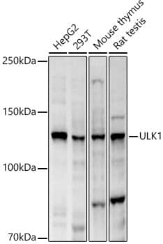 Western Blot: ULK1 Antibody - Azide and BSA Free [NBP2-94753] - Western blot analysis of various lysates, using ULK1 Rabbit pAb (A8529) at 1:2000 dilution.Secondary antibody: HRP Goat Anti-Rabbit IgG (H+L) (AS014) at 1:10000 dilution.Lysates/proteins: 25μg per lane.Blocking buffer: 3% nonfat dry milk in TBST.Detection: ECL Basic Kit (RM00020).Exposure time: 10s.