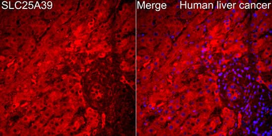 Immunocytochemistry/ Immunofluorescence SLC25A39 Antibody - Azide and BSA Free