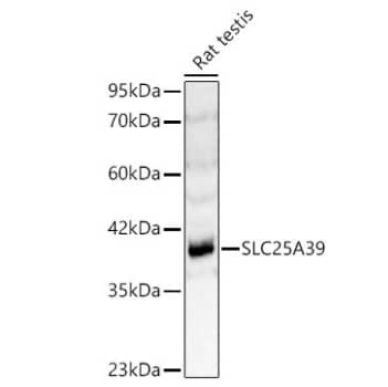 Western Blot SLC25A39 Antibody - Azide and BSA Free