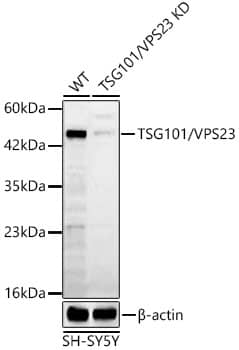 <b>Genetic Strategies Validation. </b>Western Blot: TSG101 Antibody - Azide and BSA Free [TSG101] - Western blot analysis of lysates from wild type (WT) and TSG101 knockdown (KD) SH-SY5Y cells using TSG101 Rabbit pAb  at 1:500 dilution. Secondary antibody: HRP-conjugated Goat anti-Rabbit IgG (H+L)   at 1:10000 dilution.Lysates/proteins: 25 ug per lane.Blocking buffer: 3% nonfat dry milk in TBST.Detection: ECL Basic Kit .Exposure time: 120s.