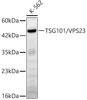 Western Blot: TSG101 Antibody - Azide and BSA Free [TSG101] - Western blot analysis of lysates from K-562 cells using TSG101 Rabbit pAb  at 1:500 dilution.Secondary antibody: HRP-conjugated Goat anti-Rabbit IgG (H+L)  at 1:10000 dilution.Lysates/proteins: 25 ug per lane.Blocking buffer: 3% nonfat dry milk in TBST.Detection: ECL Basic Kit .Exposure time: 120s.