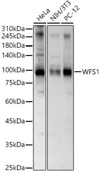 Western Blot: WFS1 Antibody - BSA Free [NBP2-94845] - Western blot analysis of various lysates, using WFS1 antibody (A1705) at  1:1000 dilution.Secondary antibody: HRP Goat Anti-Rabbit IgG (H+L) (AS014) at 1:10000 dilution.Lysates/proteins: 25μg per lane.Blocking buffer: 3% nonfat dry milk in TBST.Detection: ECL Basic Kit (RM00020).Exposure time: 60s.